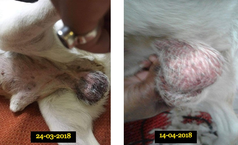 Treatment of Chronic Scrotal Eczema with Cell-Pet®