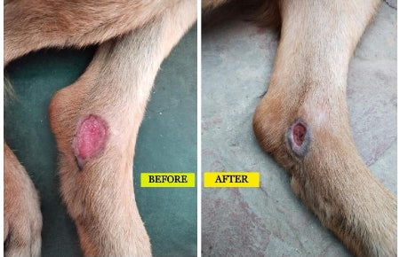 CELL-PET® ENHANCER - DOG WOUND TREATMENT IMPROVEMENT SEEN IN 10 DAYS