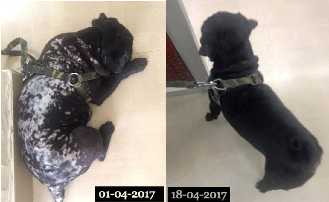 Cell-Pet® Enhancer Show Satisfactory Results in 18 Days